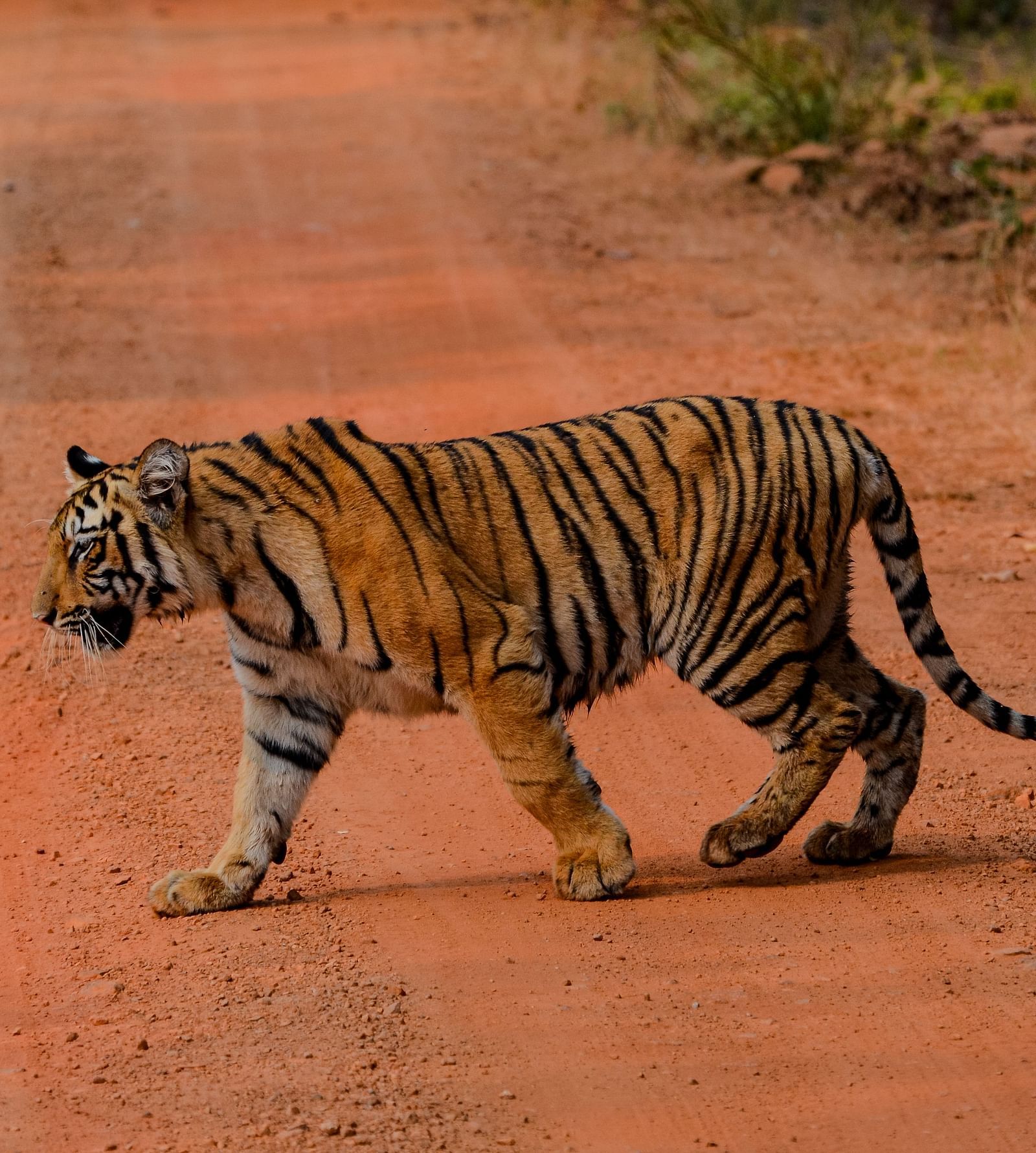 A Bengal tiger walking on a muddy red pathway at Trees N Tigers, Tadoba.